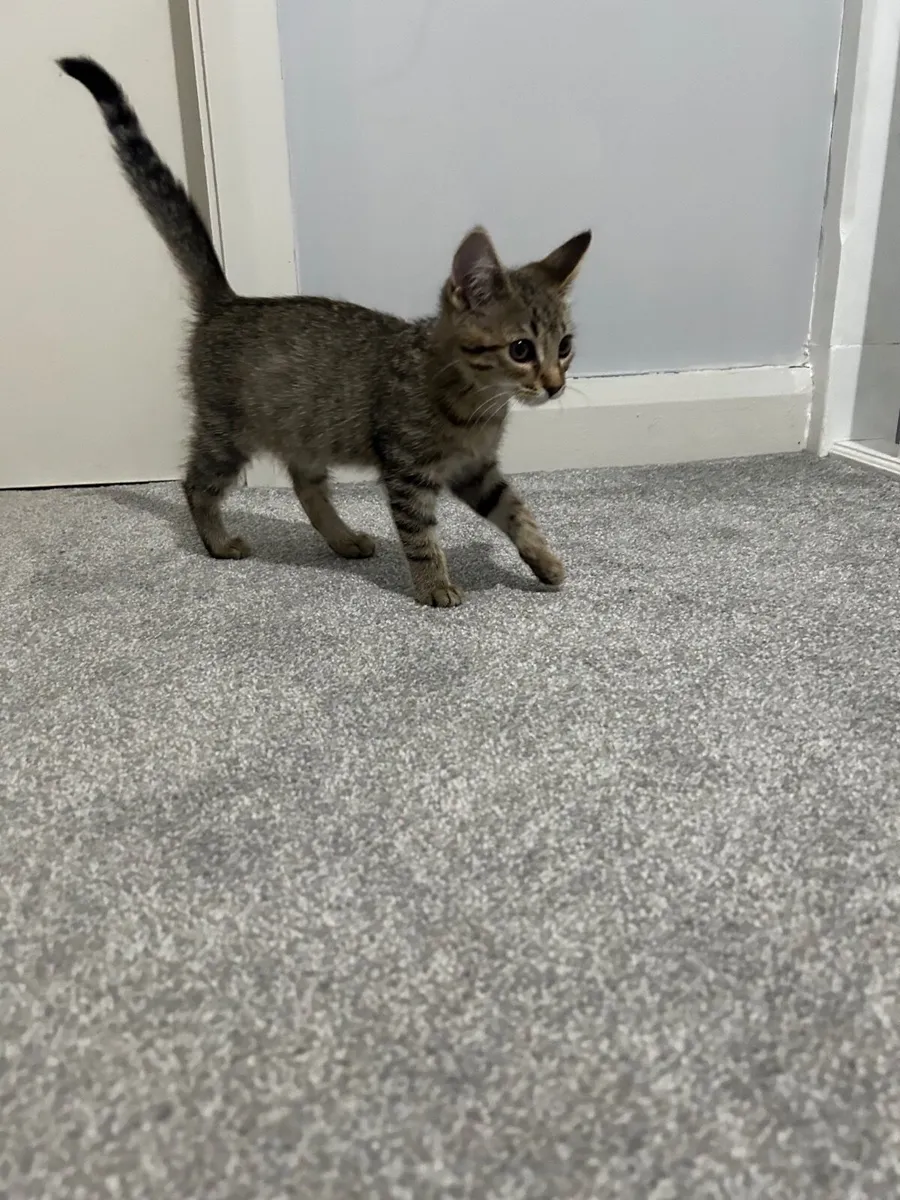 kitten *all equipment included* - Image 4