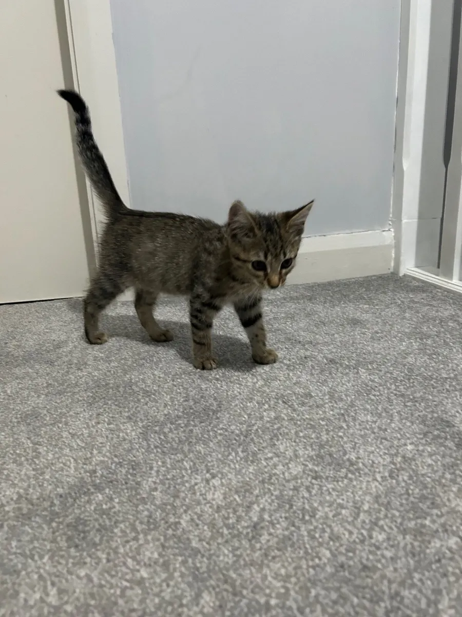 kitten *all equipment included* - Image 3