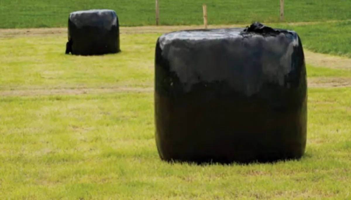 Bales of haylage