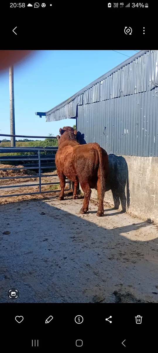 Saler bull - Image 1