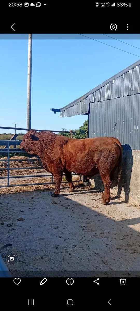 Saler bull - Image 2