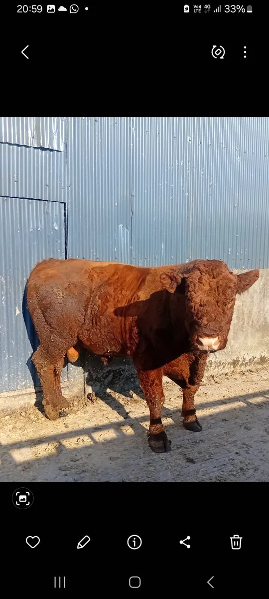 Saler bull - Image 3