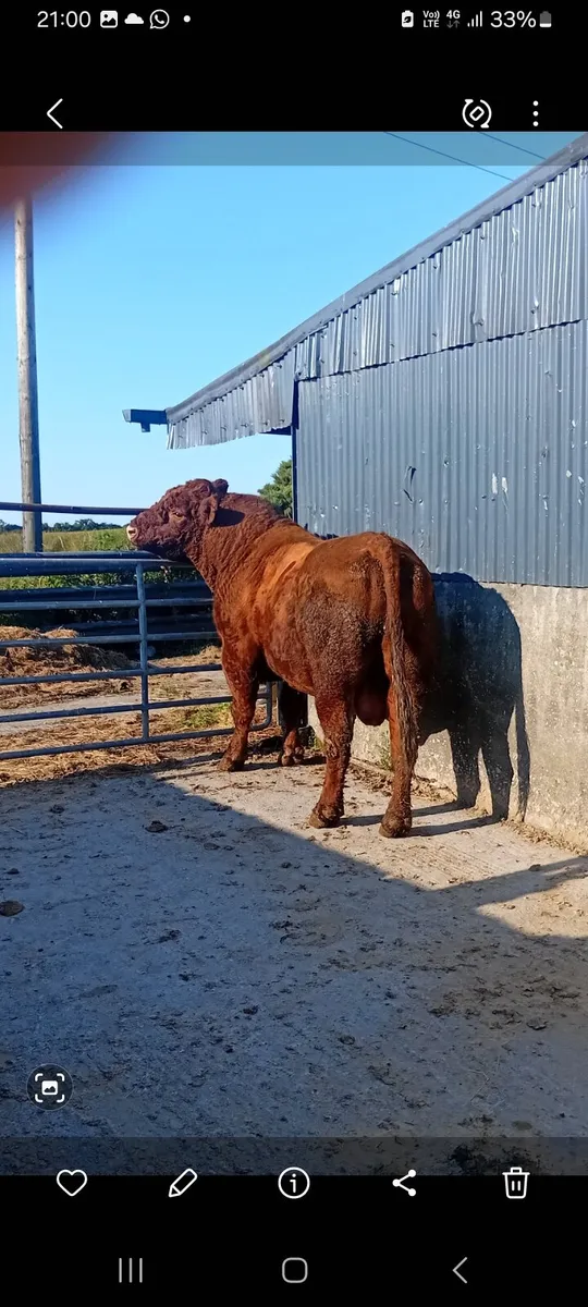 Saler bull - Image 4
