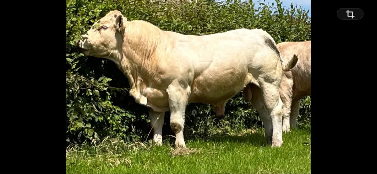 Pedigree Charolais Bulls - Image 3