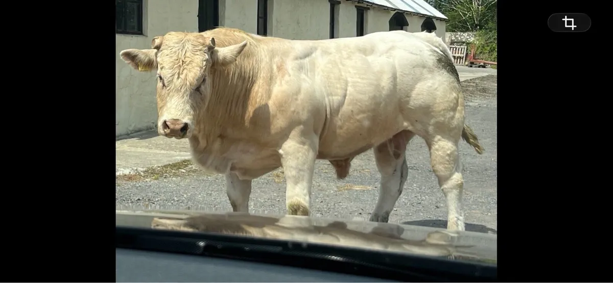 Pedigree Charolais Bulls - Image 4
