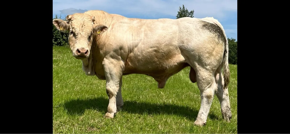 Pedigree Charolais Bulls - Image 1