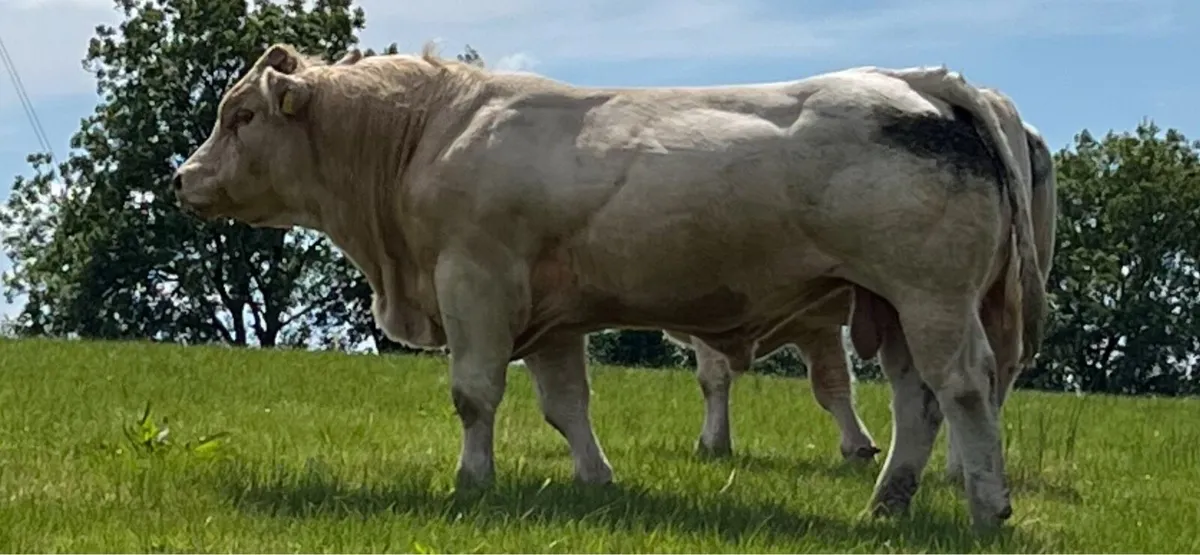Pedigree Charolais Bulls - Image 2