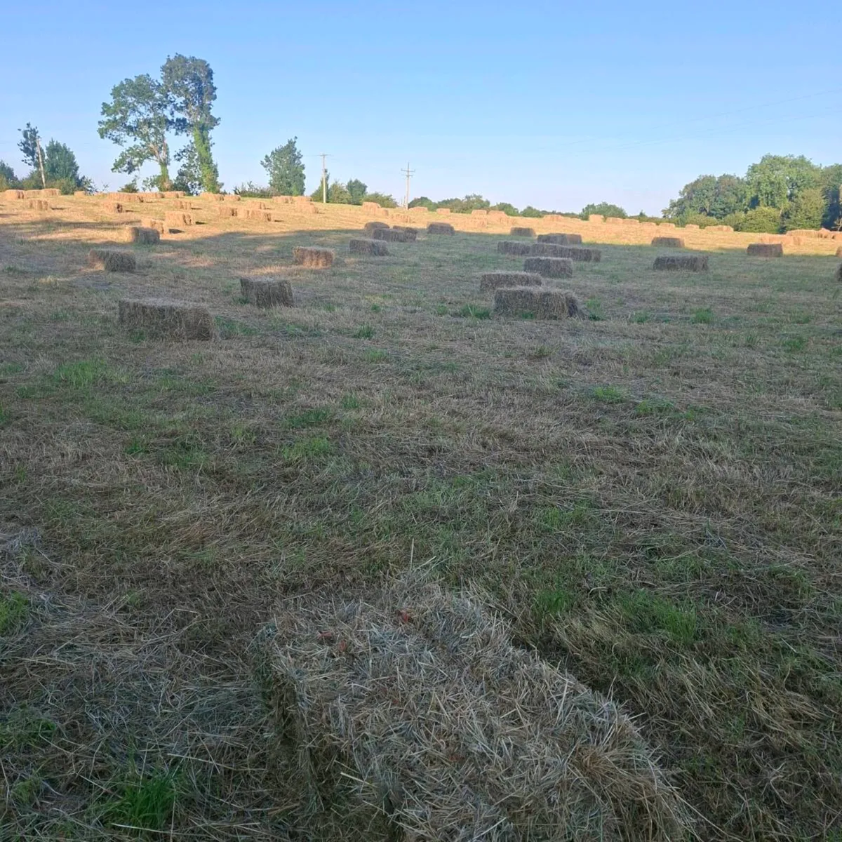 Square bales of hay - Image 4