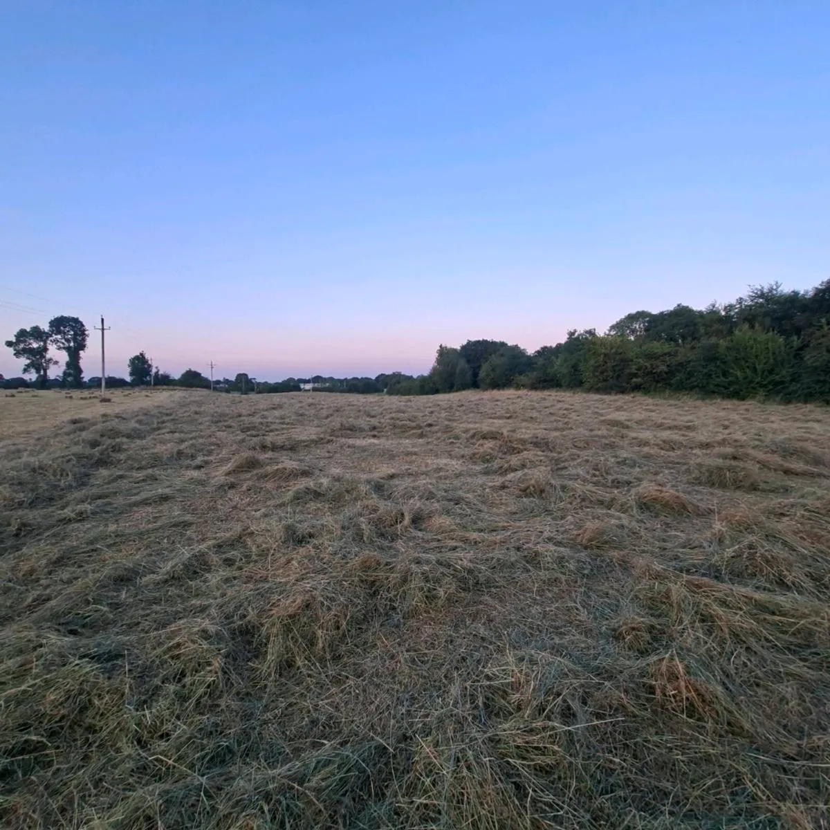 Square bales of hay - Image 2