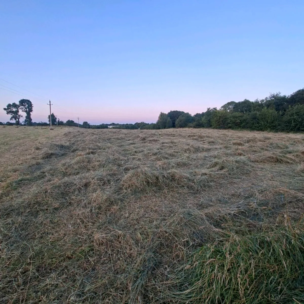Square bales of hay - Image 3