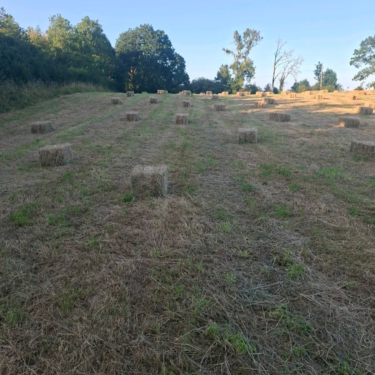 Square bales of hay - Image 1