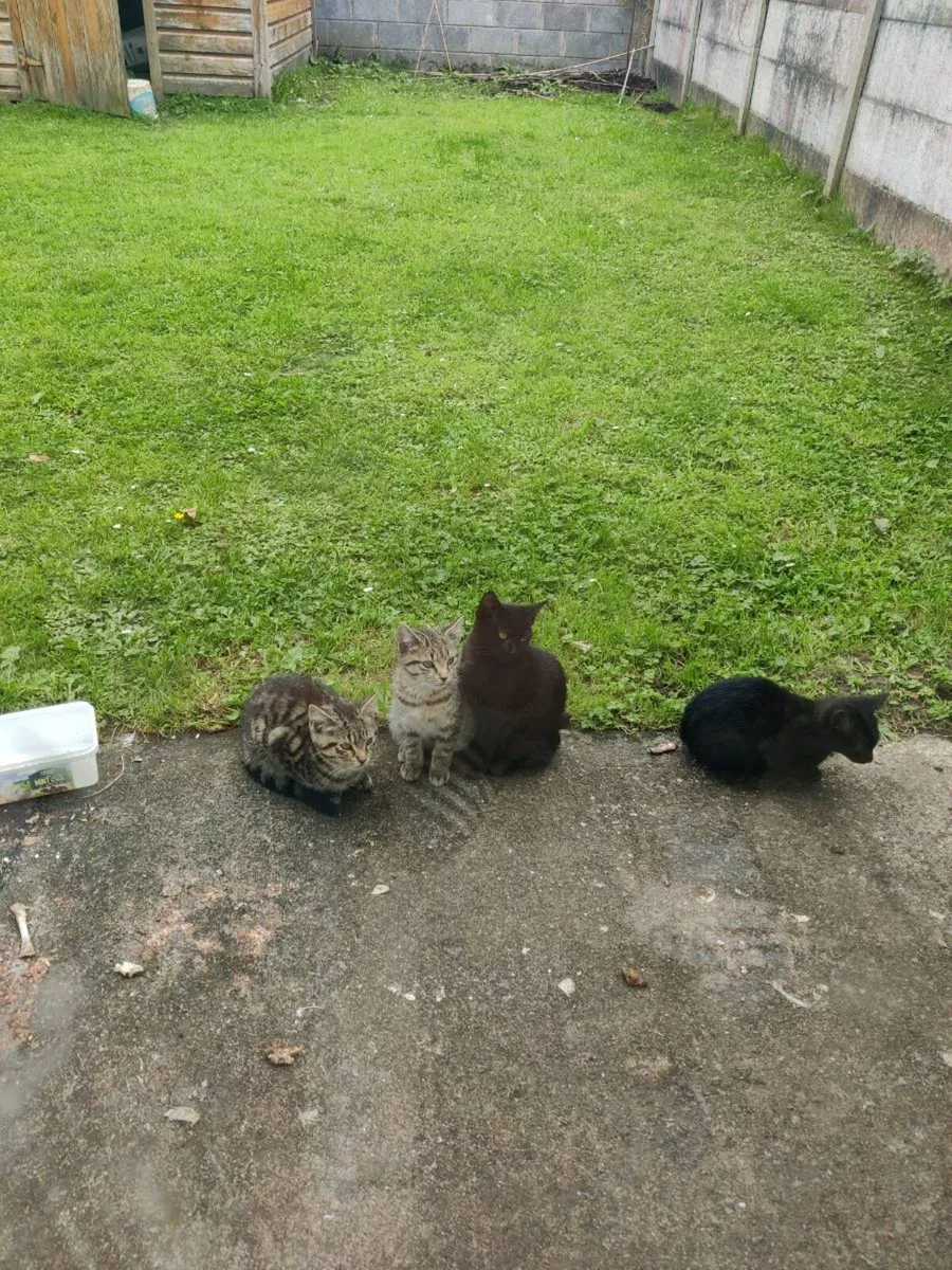 Kitten - Image 2