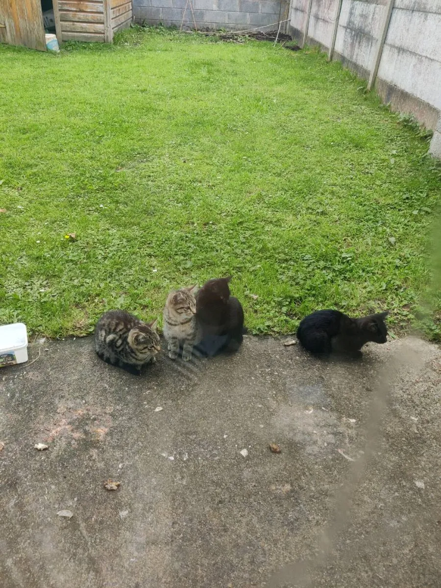 Kitten - Image 1