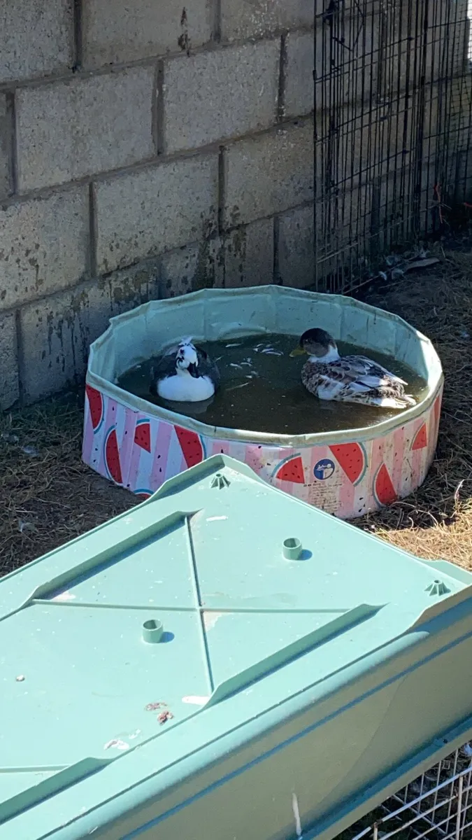 Calling Ducks and more - Image 1