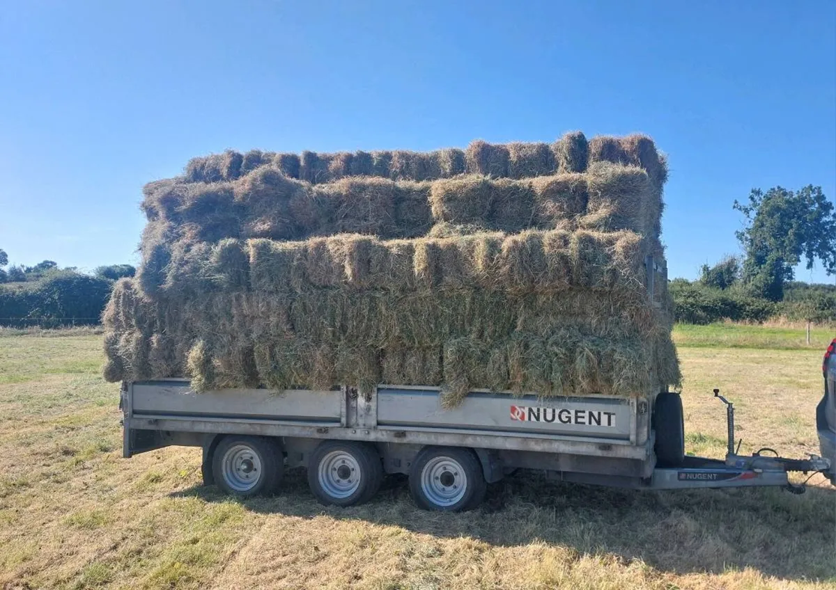 Top quality hay square bales - Image 1