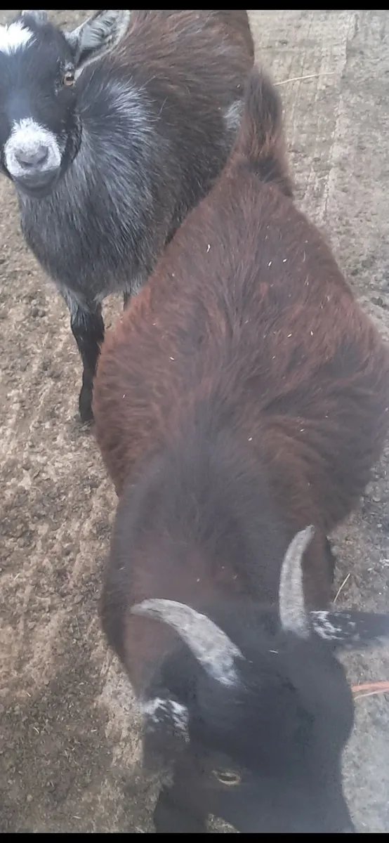 3 Female pygmy Goats and 1  cast male kid - Image 1
