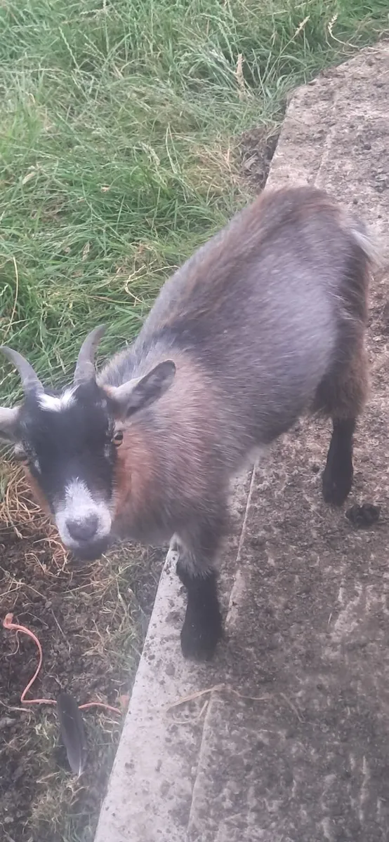 3 Female pygmy Goats and 1  cast male kid - Image 2