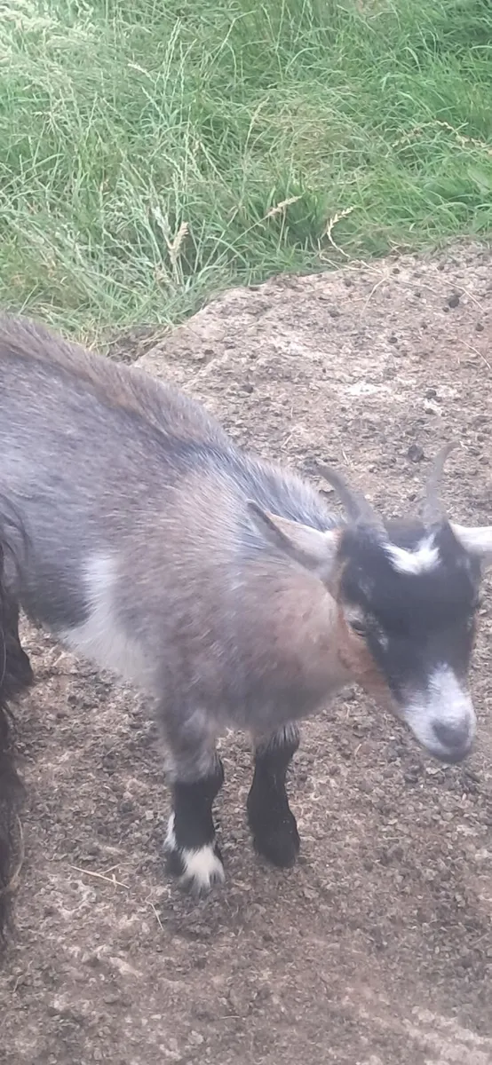 3 Female pygmy Goats and 1  cast male kid - Image 3