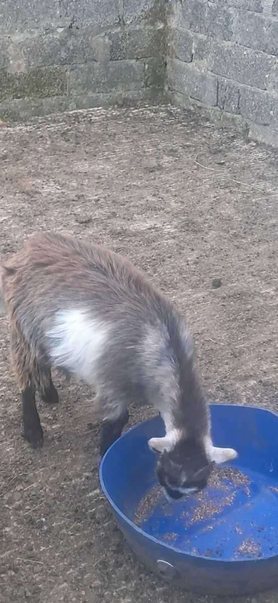 3 Female pygmy Goats and 1  cast male kid - Image 4