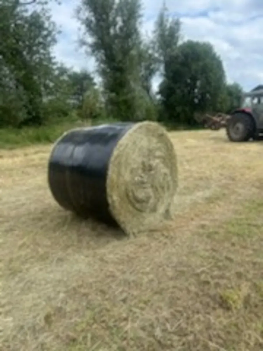 Round bales of hay