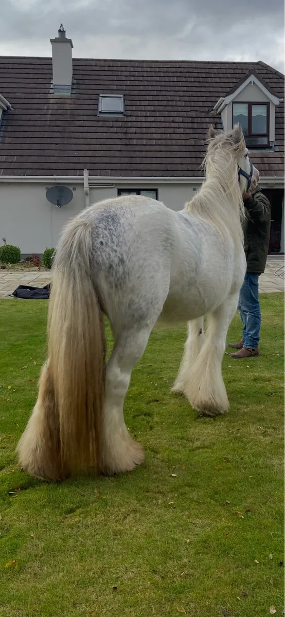 Heavy Blagdon Mare - Image 3