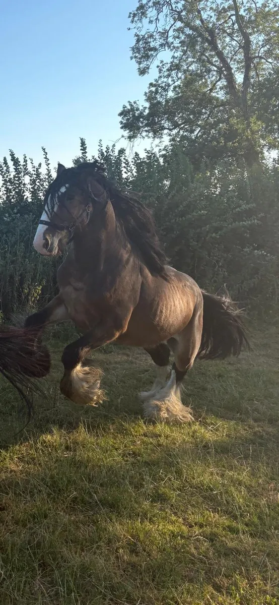 Stallion - Image 3