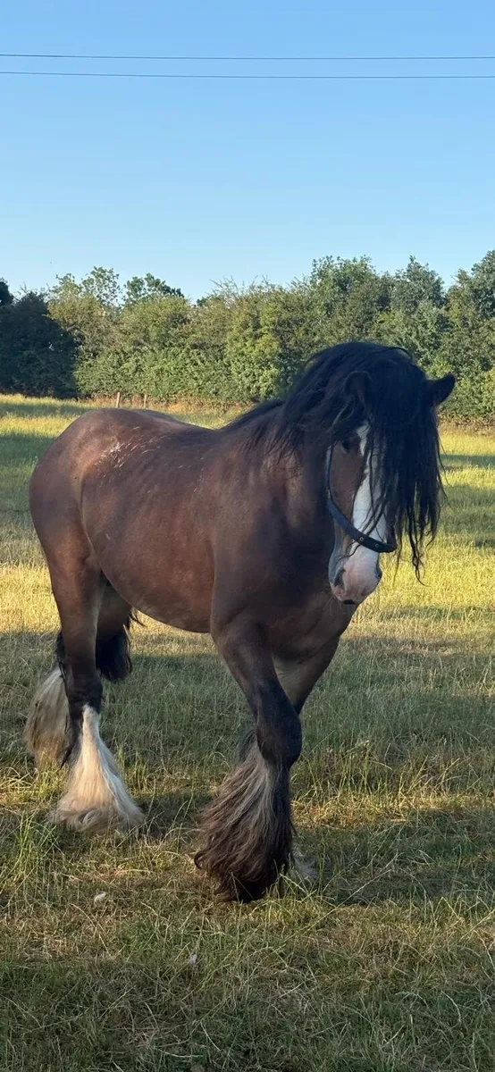 Stallion - Image 4