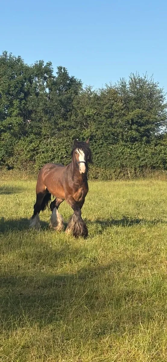 Stallion - Image 1