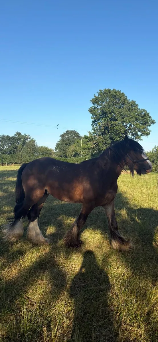 Stallion - Image 2