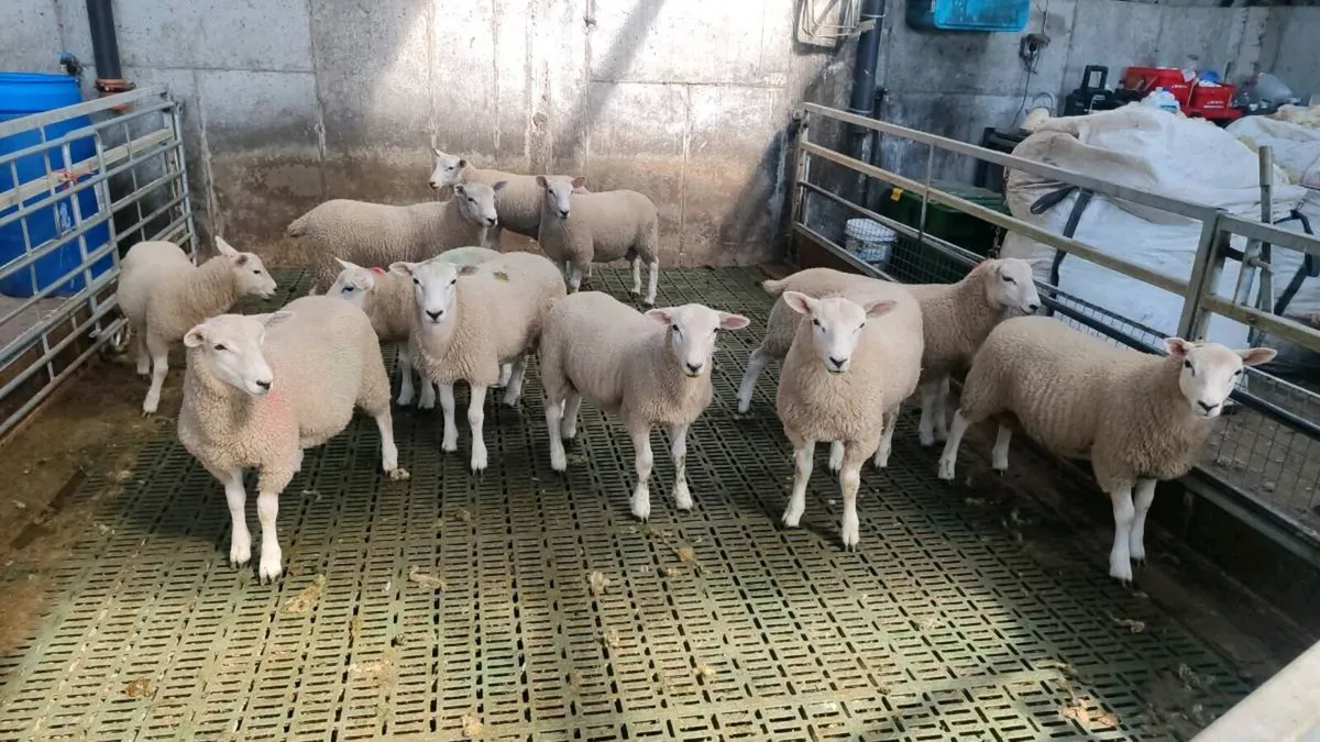 Store Lamb's (ave 30kg) - Image 1