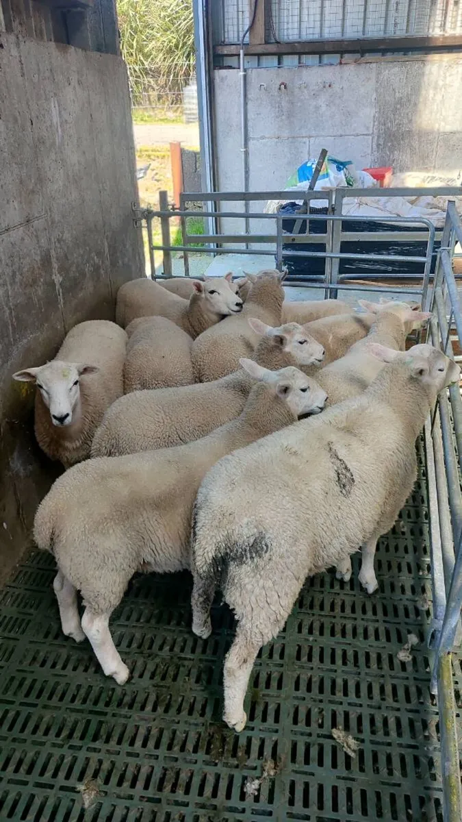 Store Lamb's (ave 30kg) - Image 2
