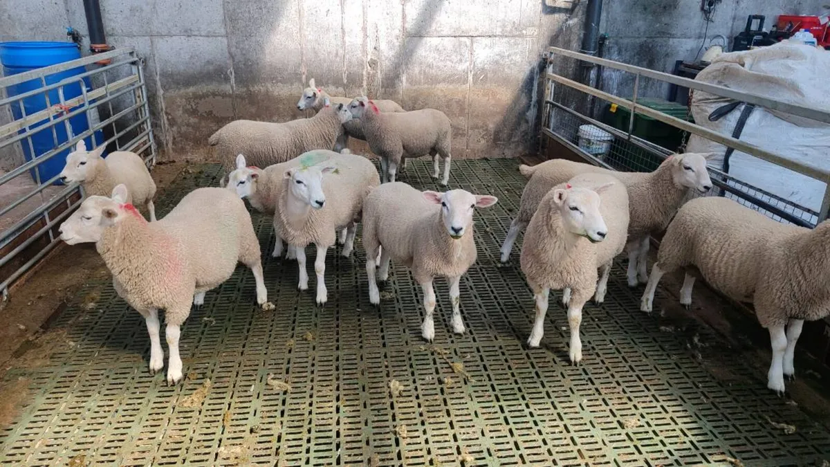 Store Lamb's (ave 30kg) - Image 3