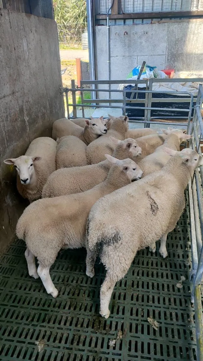 Store Lamb's (ave 30kg) - Image 4