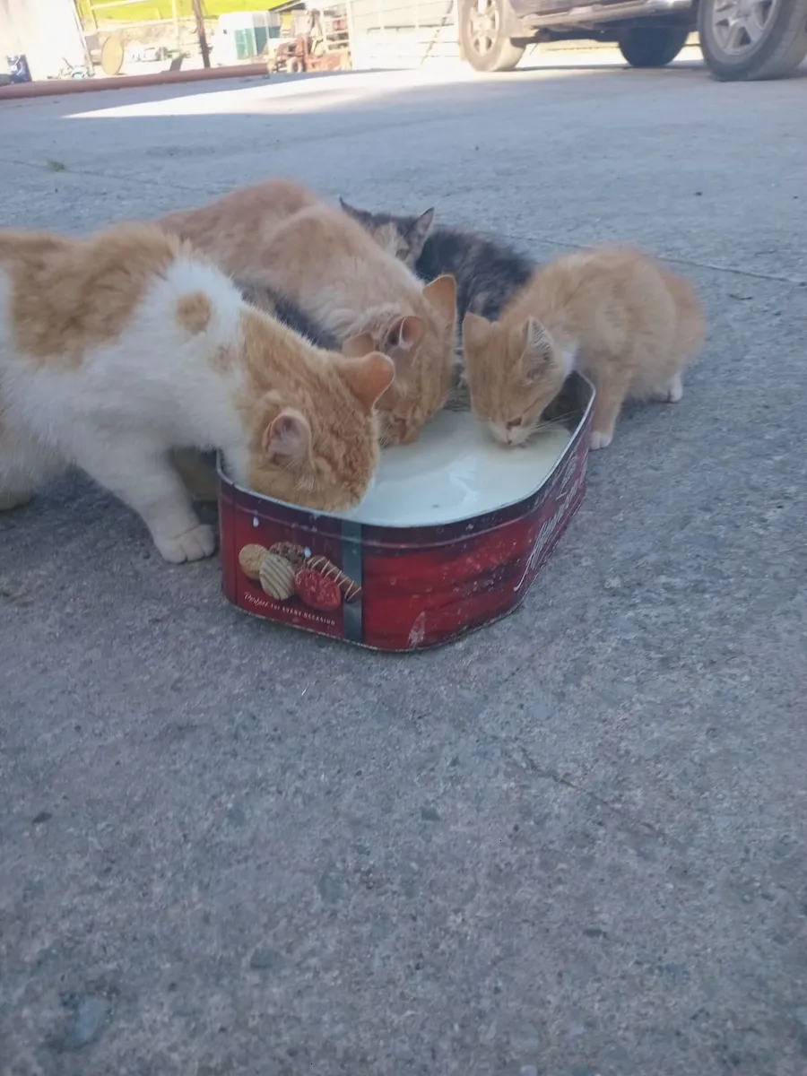 Kittens - Image 2