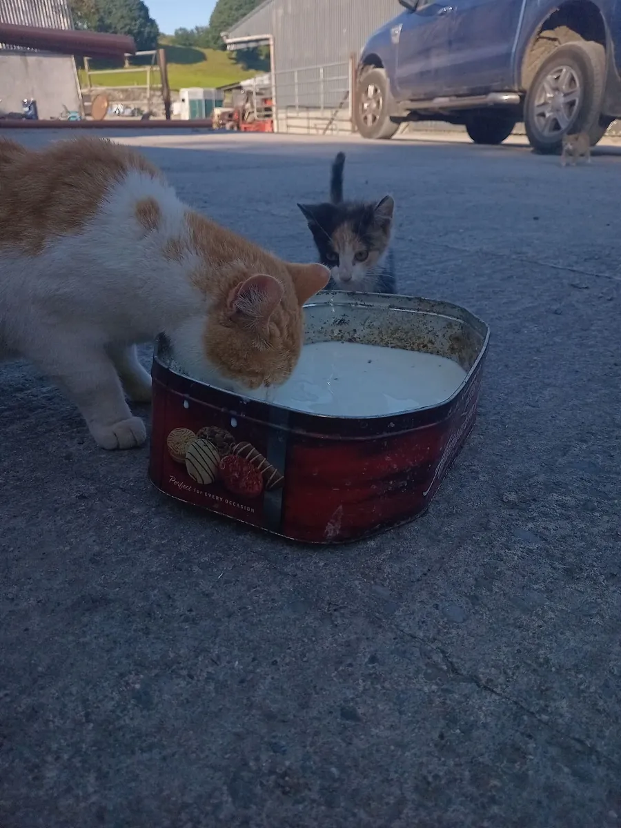 Kittens - Image 3