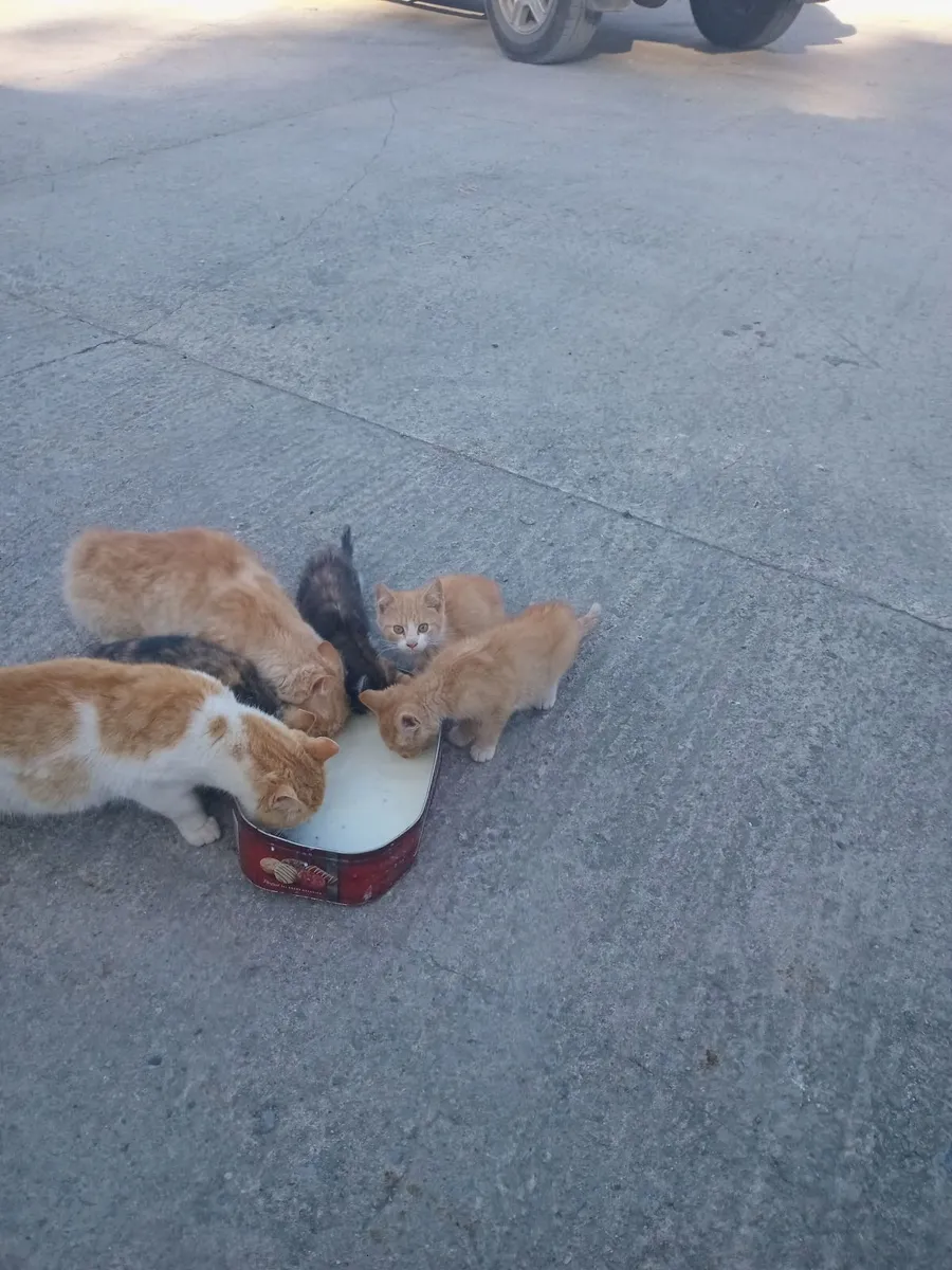 Kittens - Image 4