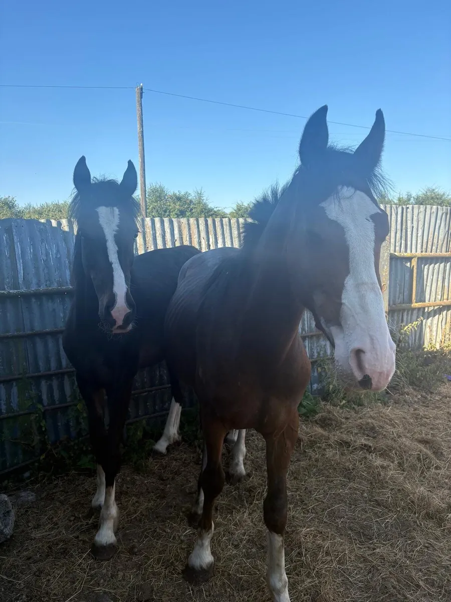 Horses - Image 1