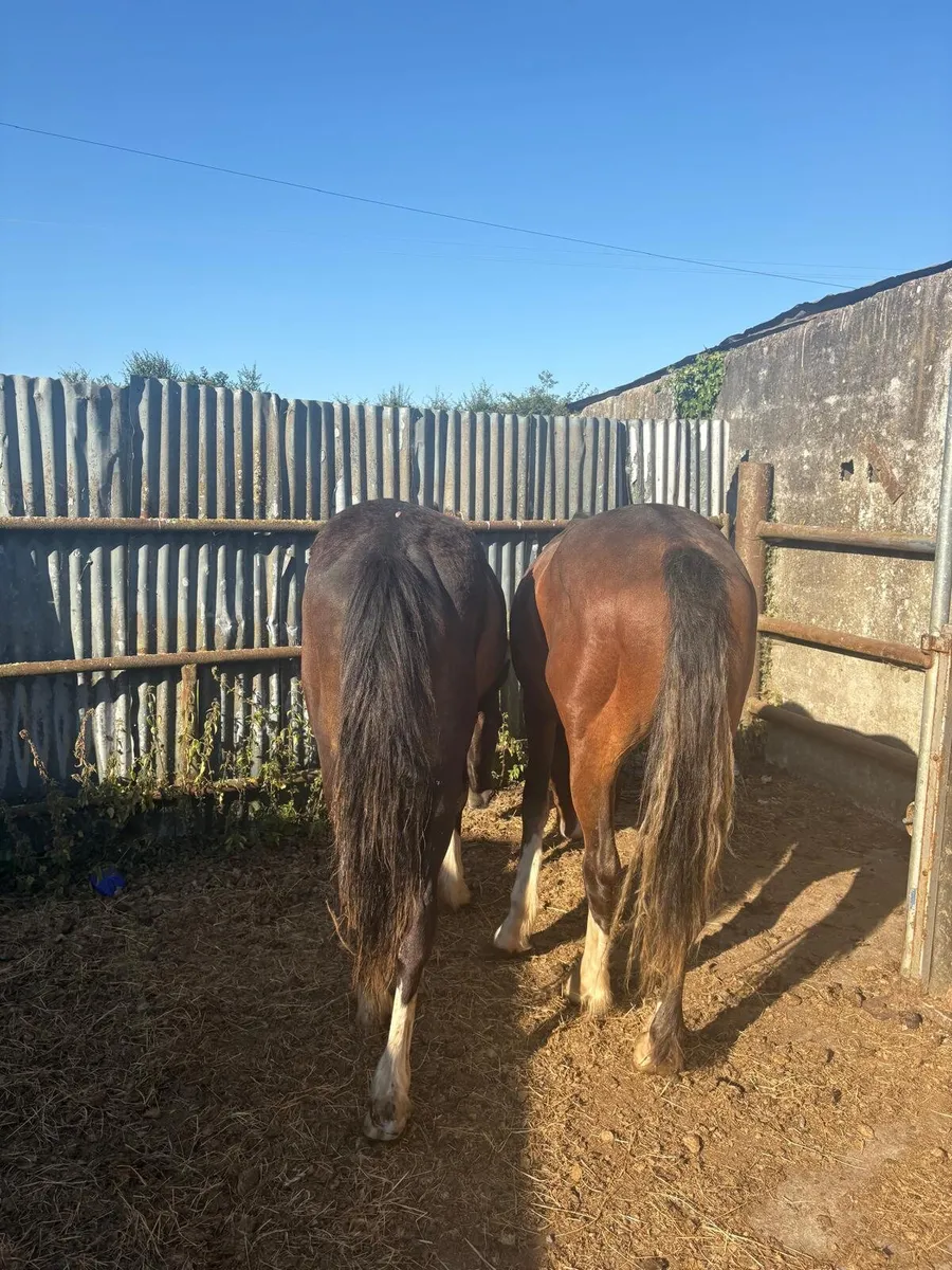 Horses - Image 2
