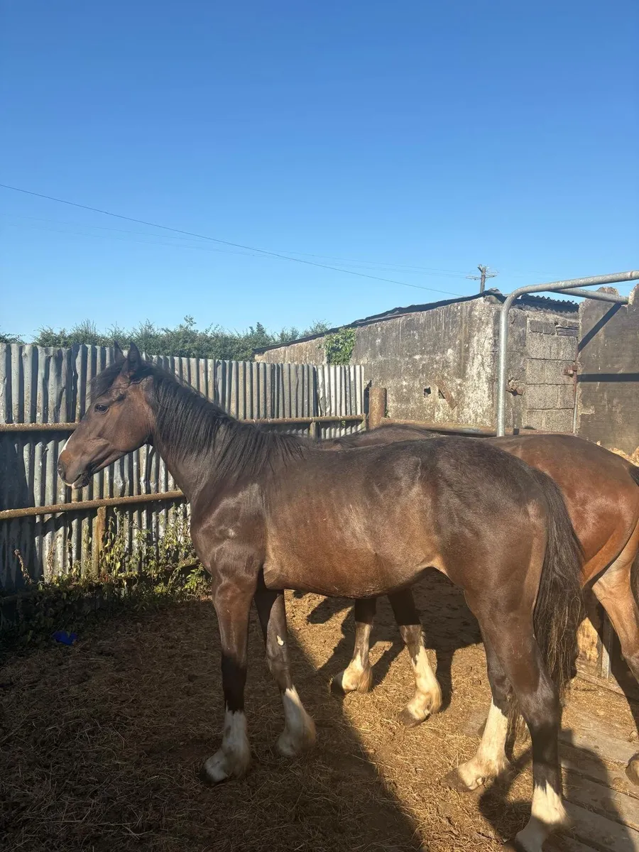 Horses - Image 3