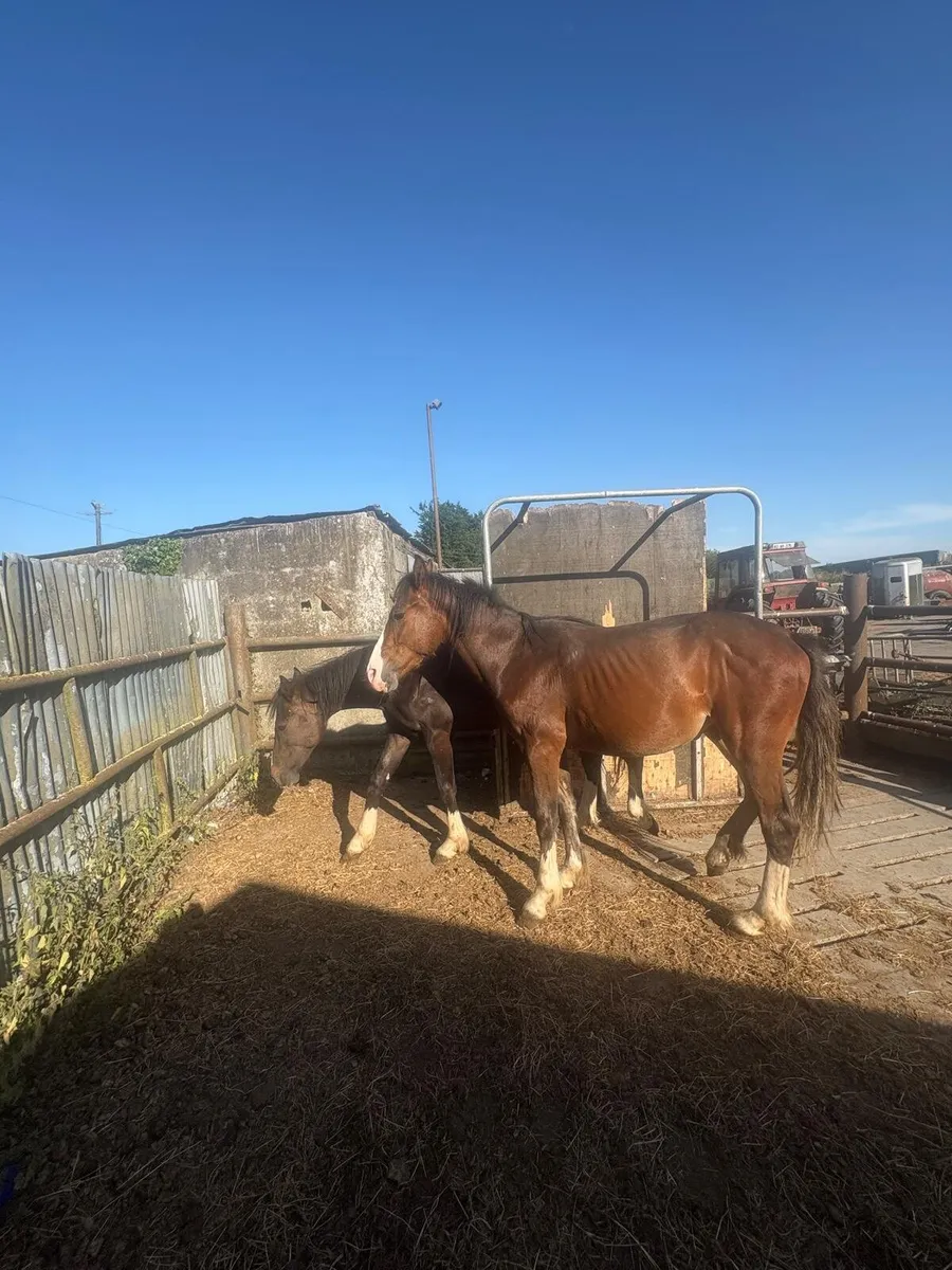 Horses - Image 4