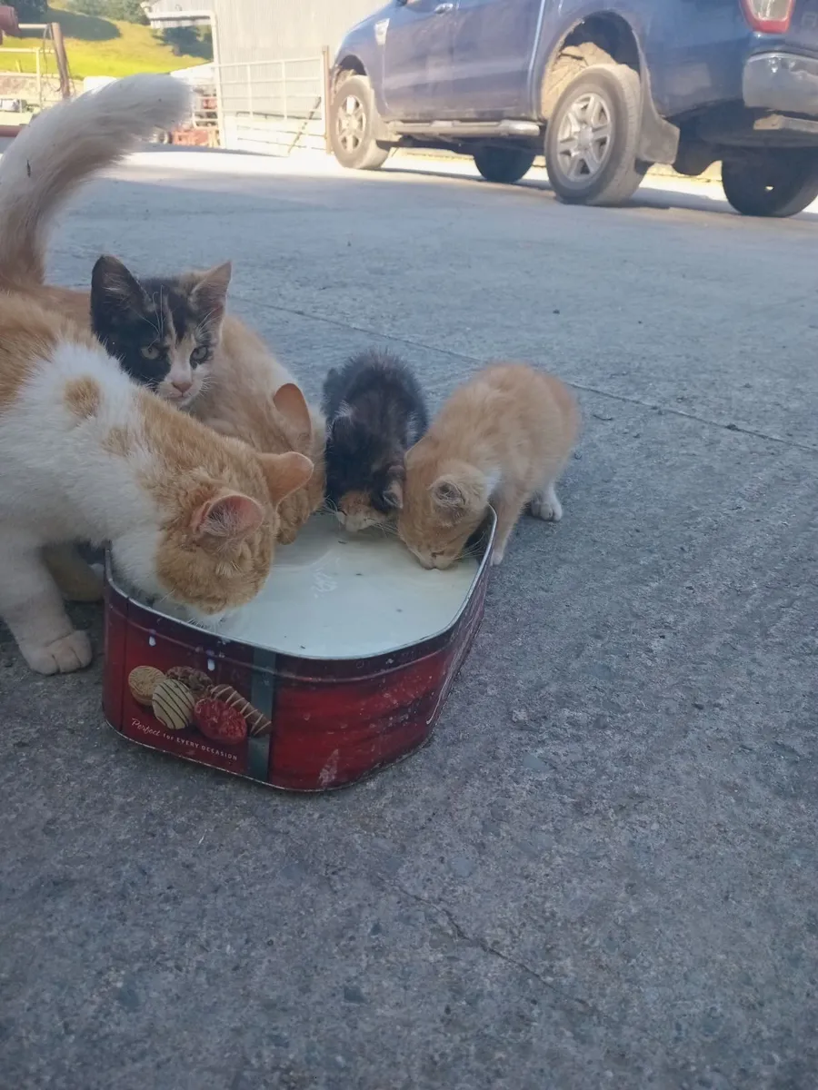 Kittens - Image 1