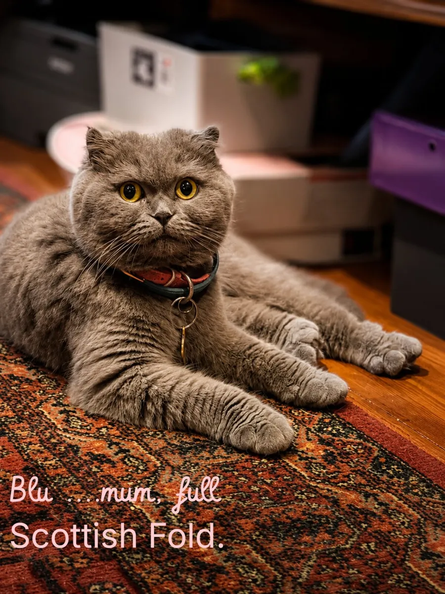 Cat - Image 1