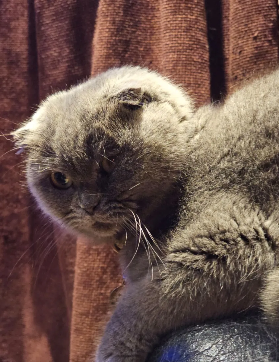 Cat - Image 2