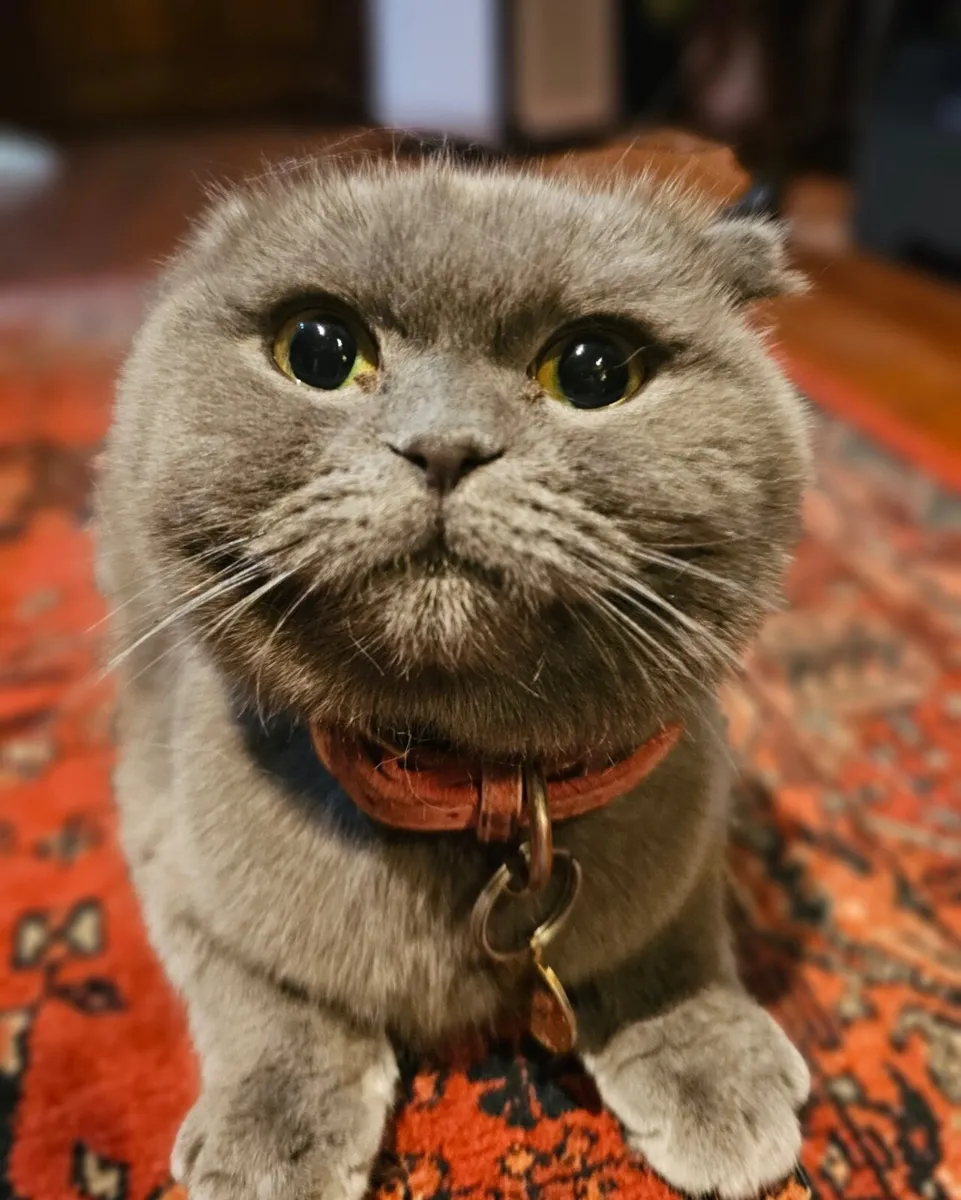 Cat - Image 3