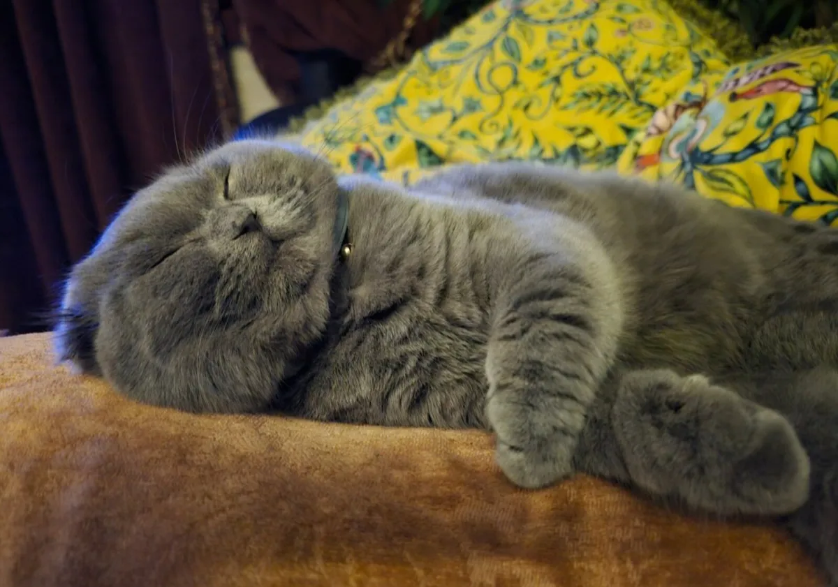 Cat - Image 4