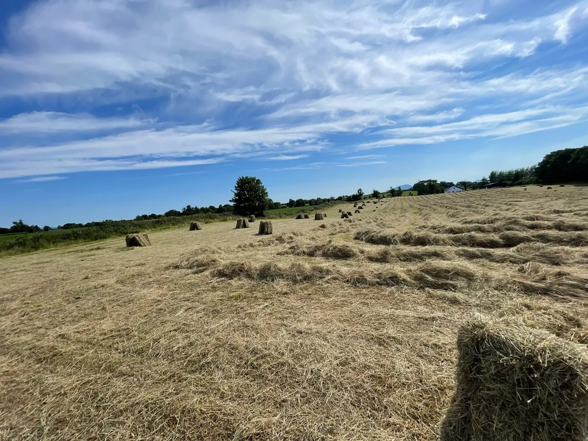 Top Quality hay for sale Round and square - Image 1