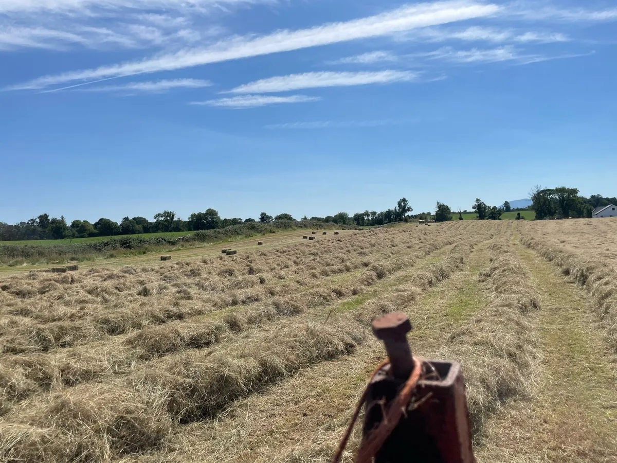 Top Quality hay for sale Round and square - Image 3