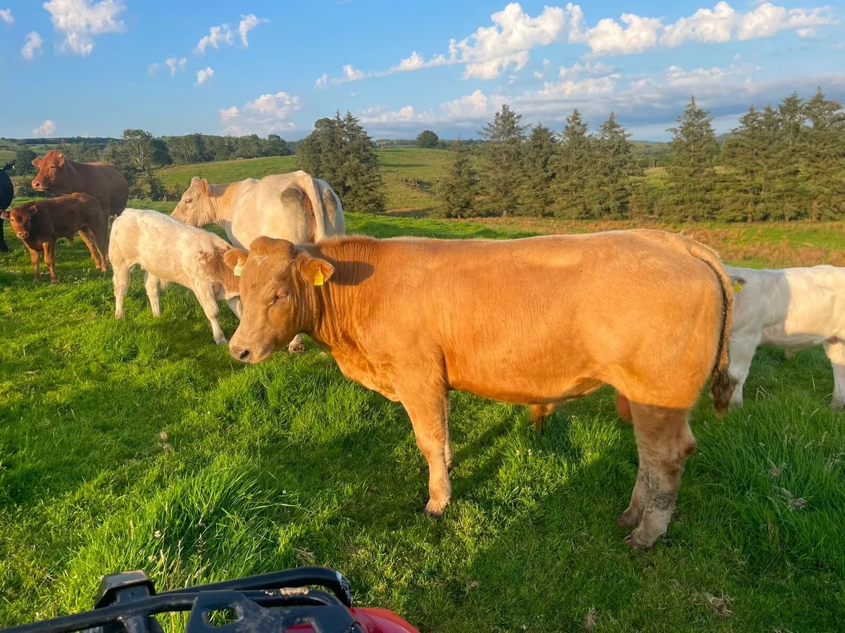 Bull - Image 1