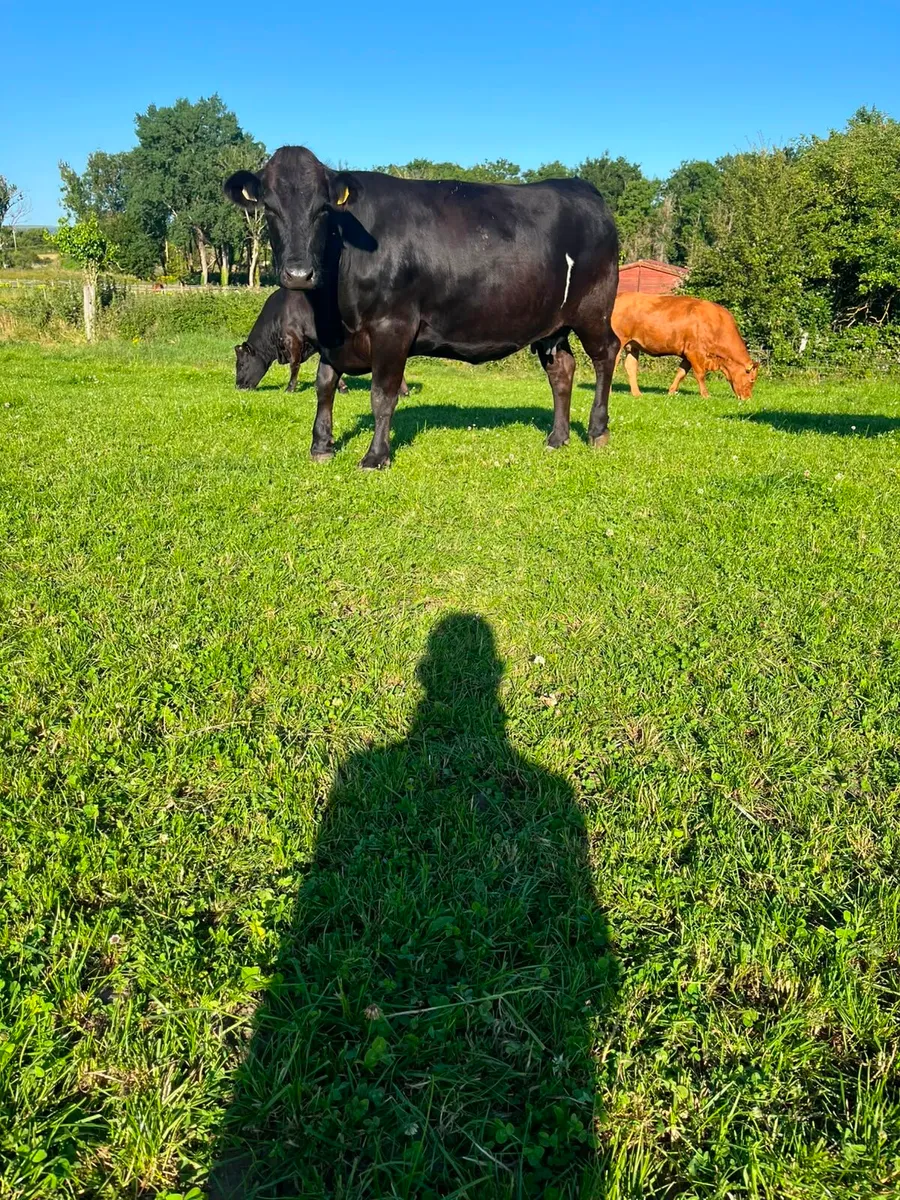 Heifers - Image 2