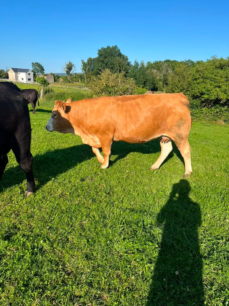 Heifers - Image 3